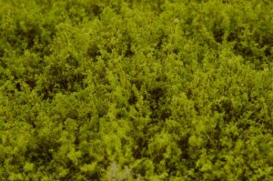 画像4: マルティン・ウエルベルク[WB-SFLG]茂みF 草むらタイプ 全高15mm ライトグリーン (4)