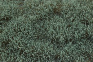 画像3: マルティン・ウエルベルク[WB-SFS]茂みF 草むらタイプ 全高15mm セージグリーン (3)