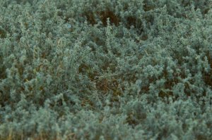 画像4: マルティン・ウエルベルク[WB-SFS]茂みF 草むらタイプ 全高15mm セージグリーン (4)