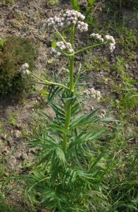 画像3: Model Scene[VG3-020]1/35 カノコソウ (3)