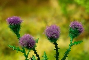 画像2: Model Scene[VG3-021]1/35 アザミ (2)