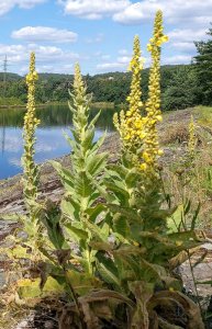 画像3: Model Scene[VG3-023]1/35 マレインリーフ(Mullein Leaf) (3)