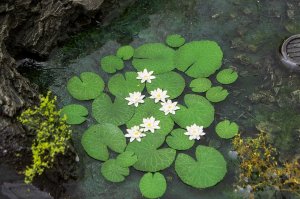 画像2: Model Scene[VG3-026]1/35 スイレン (2)