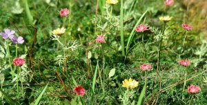 画像2: Model Scene[VG3-028]1/35 草原の花 (2)