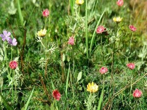 画像3: Model Scene[VG3-028]1/35 草原の花 (3)