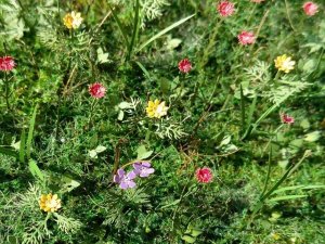 画像4: Model Scene[VG3-028]1/35 草原の花 (4)