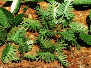 画像2: Model Scene[VG3-031]1/32-1/35 ジャングルセット＃1 (2)