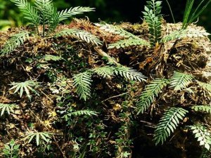 画像2: Model Scene[VG3-032]1/32-1/35 ジャングルセット＃2 (2)