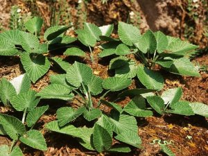 画像2: Model Scene[VG3-033]1/32-1/35 ジャングルセット＃3 (2)