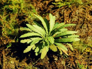 画像2: Model Scene[VG3-035]1/35-1/48 ゼンマイ (2)