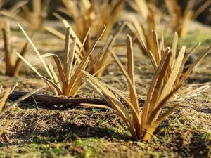 画像2: Model Scene[VG3-042]1/32-1/35 乾いた草むら (2)