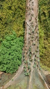 画像3: Model Scene[VG3-101]1/32-1/35 リアナ(ツル植物) (3)