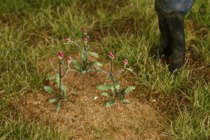 画像2: Model Scene[VG4-121]1/45-1/48 アザミ (2)