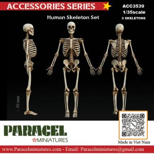 画像1: Paracel Miniatures[ACC3539]1/35 汎用 人体全身骨格模型(3体入) (1)