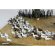 画像2: Paracel Miniatures[AN3513]1/35 汎用 アヒルの大群(20個入) (2)