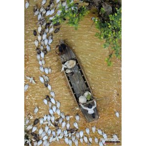 画像4: Paracel Miniatures[AN3513]1/35 汎用 アヒルの大群(20個入) (4)