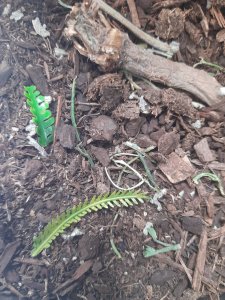 画像2: Reality in Scale[BAS06]地面ベース素材セット 森林の地面 (2)