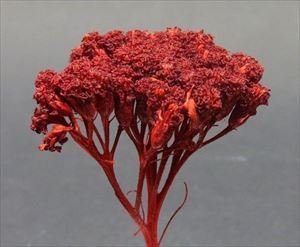 画像2: Reality in Scale[FLOW07]フラワーセット07(ダークレッドの花) (2)