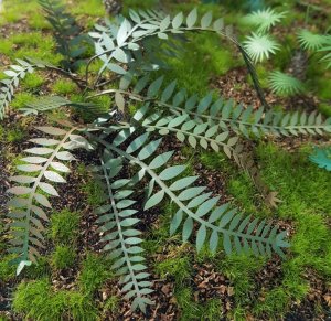 画像7: Reality in Scale[PLA03]ジャングルの植物セット その3 (7)