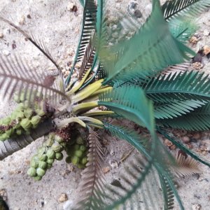 画像6: Reality in Scale[PLM02]1/35 倒れたココ椰子 (6)