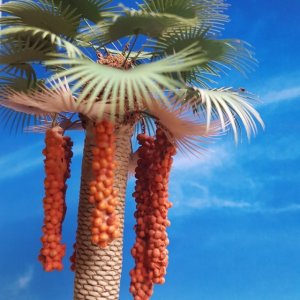 画像3: Reality in Scale[PLM10]1/35 ワシントン椰子 #1 (3)