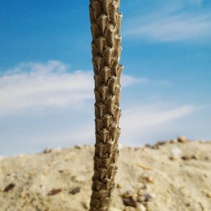 画像4: Reality in Scale[PLM12]1/35 ワシントン椰子 #3 (4)