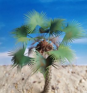 画像2: Reality in Scale[PLM12]1/35 ワシントン椰子 #3 (2)