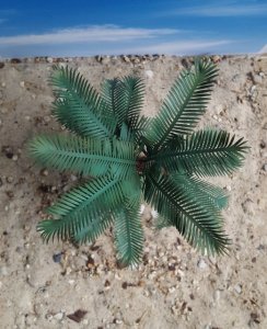 画像6: Reality in Scale[PLM13]1/35 サイカッド椰子(ソテツ) (6)