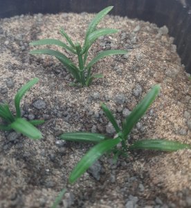 画像5: Reality in Scale[PP002]1/16-1/35 低い雑草-ダークグリーン (5)