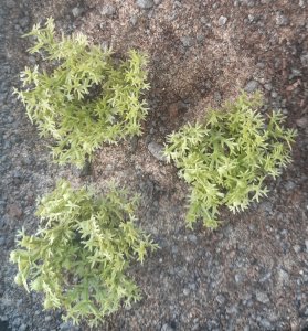 画像5: Reality in Scale[PP003]1/16-1/35 野原の茂み-ライトグリーン (5)