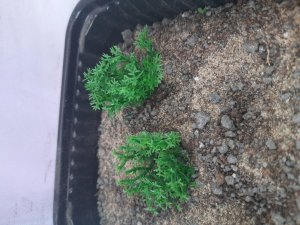 画像6: Reality in Scale[PP004]1/16-1/35 野原の茂み-ダークグリーン (6)