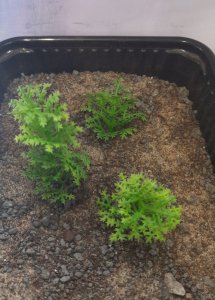 画像6: Reality in Scale[PP005]1/16-1/35 野原の茂み-スプリンググリーン (6)