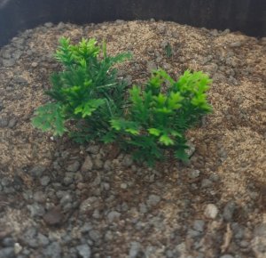 画像3: Reality in Scale[PP008]1/16-1/35 野原の茂み-マルチカラー ミディアム/ライトグリーン (3)