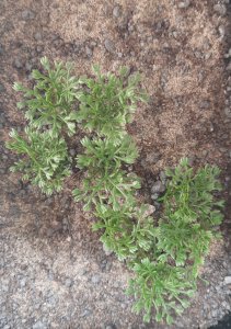 画像4: Reality in Scale[PP009]1/16-1/35 やや高い茂み-ダークグリーン (4)