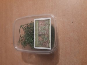 画像6: Reality in Scale[PP009]1/16-1/35 やや高い茂み-ダークグリーン (6)