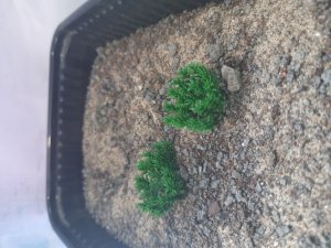 画像3: Reality in Scale[PP011]1/16-1/35 低い茂み-ダークグリーン (3)