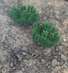 画像6: Reality in Scale[PP011]1/16-1/35 低い茂み-ダークグリーン (6)