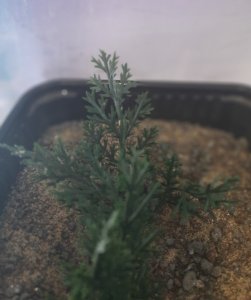 画像5: Reality in Scale[PP013]1/16-1/35 高い茂み-ダークグリーン (5)