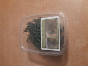 画像7: Reality in Scale[PP013]1/16-1/35 高い茂み-ダークグリーン (7)