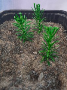 画像3: Reality in Scale[PP015]1/16-1/35 小さな木/高い茂み タイプ2-フェイデッドグリーン (3)