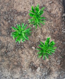 画像4: Reality in Scale[PP015]1/16-1/35 小さな木/高い茂み タイプ2-フェイデッドグリーン (4)