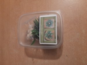 画像7: Reality in Scale[PP018]1/16-1/35 砂漠の大型植物 ダークグリーン (7)