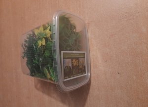 画像8: Reality in Scale[PP020]1/16-1/35 ジャングルの植物セット1 植物2種類入 (8)