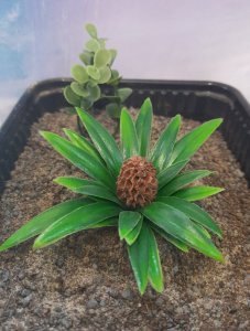 画像3: Reality in Scale[PP021]1/16-1/35 ジャングルの植物セット2 植物2種類入 (3)