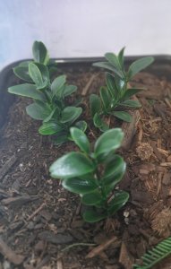 画像7: Reality in Scale[PP022]1/16-1/35 ジャングルの植物セット3 植物2種類入 (7)