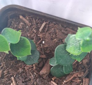 画像8: Reality in Scale[PP024]1/16-1/35 ジャングルの植物セット5 植物2種類入 (8)