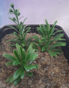 画像3: Reality in Scale[PP026]1/16-1/35 ジャングルの大型植物1 (3)