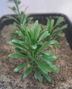 画像5: Reality in Scale[PP026]1/16-1/35 ジャングルの大型植物1 (5)