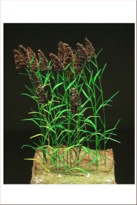 画像2: Reality in Scale[GL-113]葦 18株 (2)