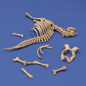 画像2: RoyalModel[RM1048]1/35 ジオラマアクセサリー 牛の骨 n.3 (2)
